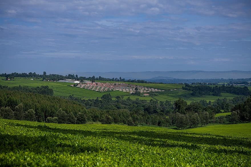 piantagione di tè, agricoltura