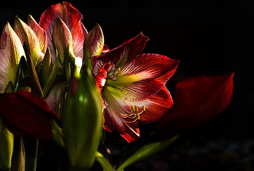 красная лилия, красные цветы, цветение, Бутоны и раскрытые цветы, Лилейник, цветок, макрос, природа, сад, Android-фон, Освещенный Цветок