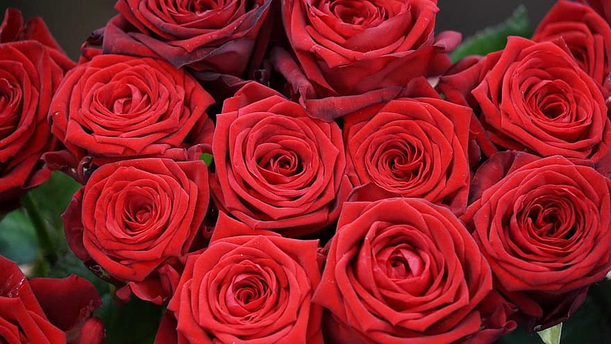 güller, Sevgililer Günü, Aşk