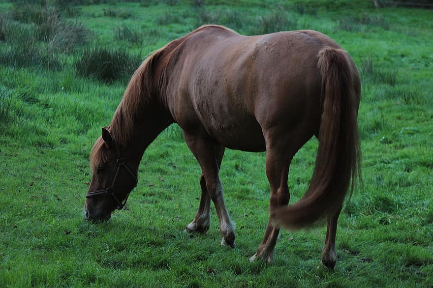 животное, лошадь, млекопитающее, вид, выгон, природа, трава, фауна, ферма
