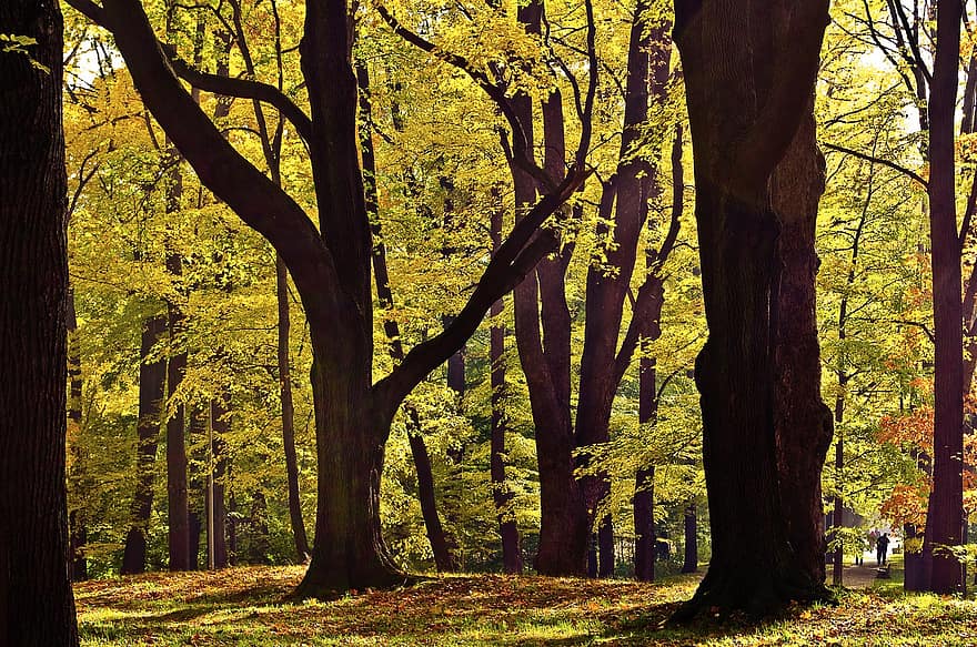 غابة ، اوراق اشجار ، الخريف ، الأصفر