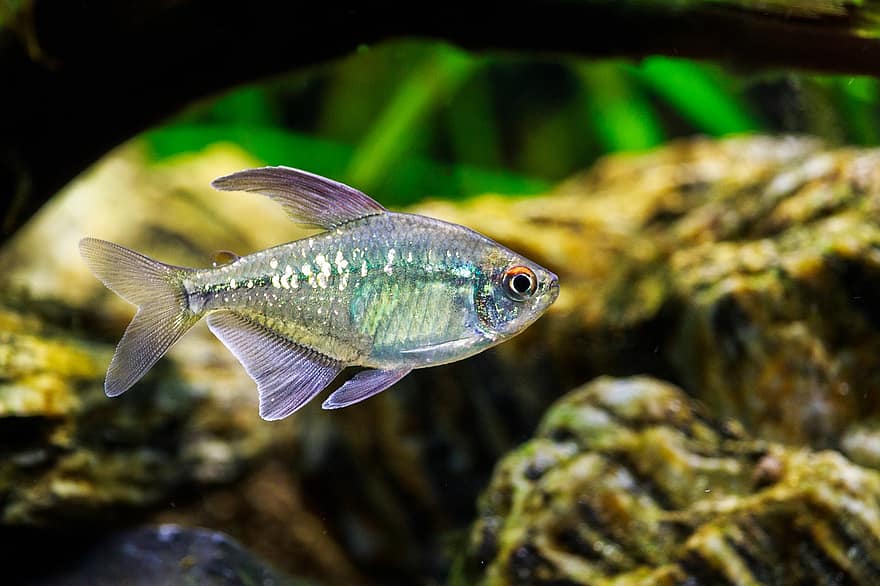 Diamond Tetra, Fish, Aquarium, Freshwater Fish, Animal
