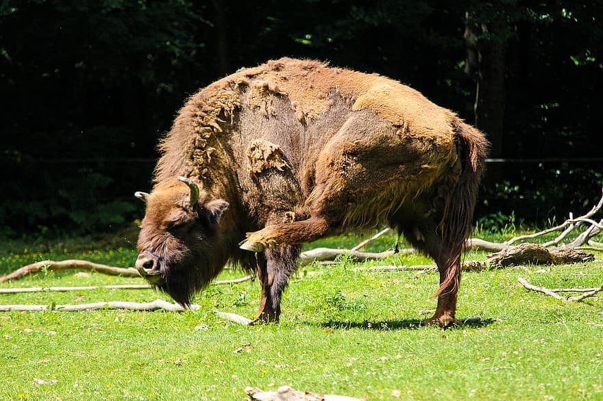bison, buffel, tjur, wisent, djur-, äng, gräs, bruka, landsbygden scen, nötkreatur, ko