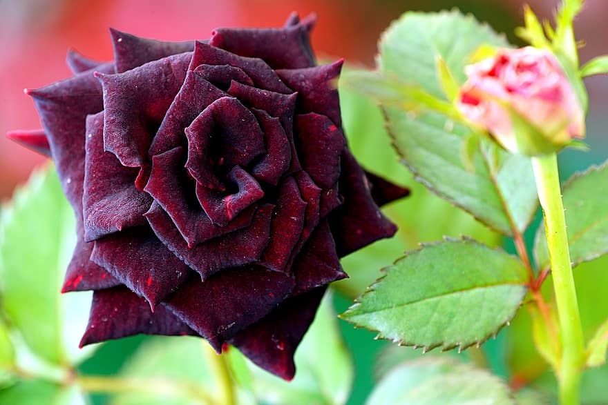 роза, цвете, червена роза, цъфна роза, листенца, розови листенца, разцвет, листа, цвят, флора