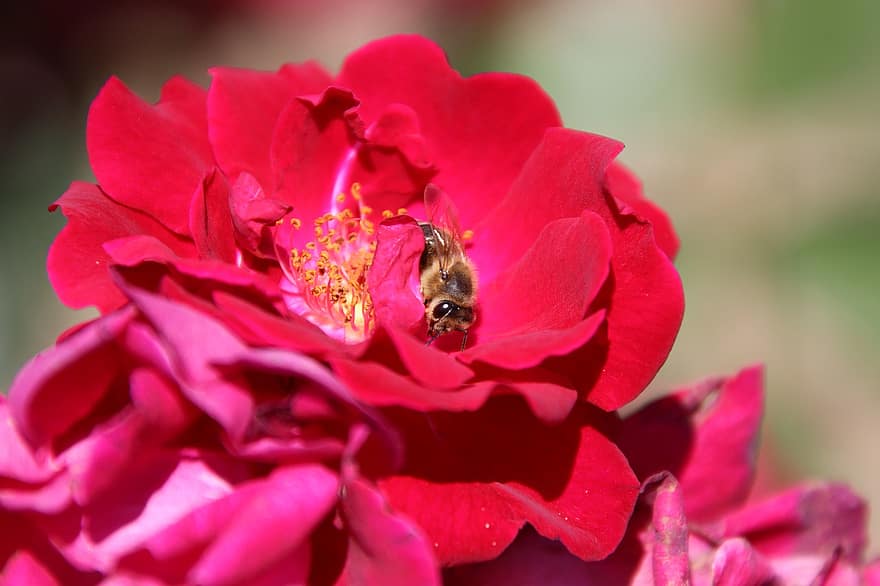 Trandafir, floare, albină, poleniza, polenizare, plantă, petale, Trandafir roșu, floare rosie, roșii petale, a inflori