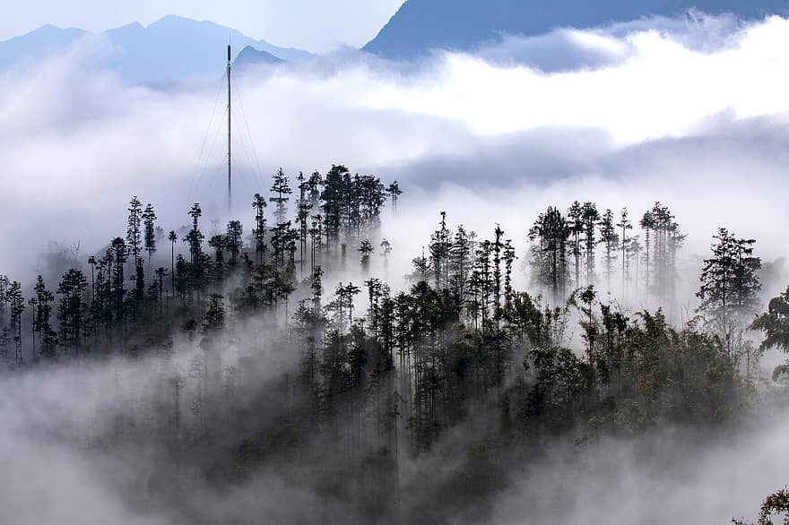 des arbres, brouillard, la nature, forêt, les bois, région sauvage, en plein air, le vietnam, Sapa, Montagne, arbre
