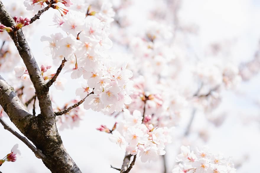 květiny, Japonsko, třešňové květy, jaro, sezónní, květ, botanika, Příroda, krajina, větev, strom