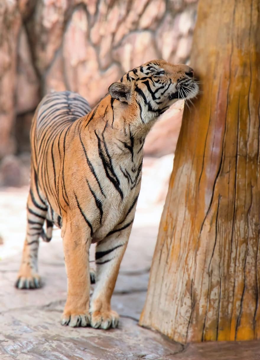 tiger, stor katt, dyr, pattedyr, Panthera, vilt dyr, dyreliv, fauna, bengal tiger, stripete, undomesticated cat