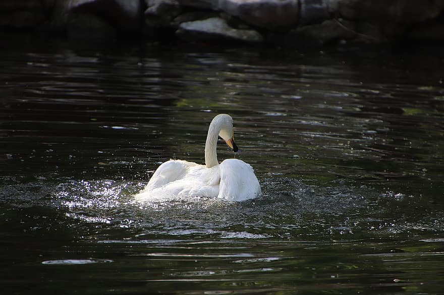 Swan, Bird, Pond, White Swan, Water Bird, Aquatic Bird, Waterfowl, Beak, Feathers, Plumage, Wading