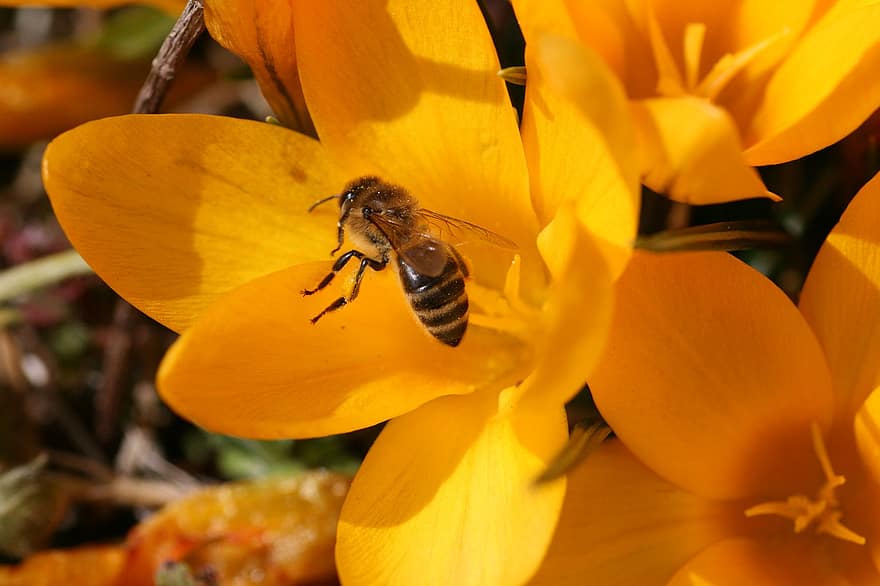 abelha, açafrão amarelo, polinização, açafrão, flores amarelas, Primavera, natureza, inseto, fechar-se, amarelo, flor