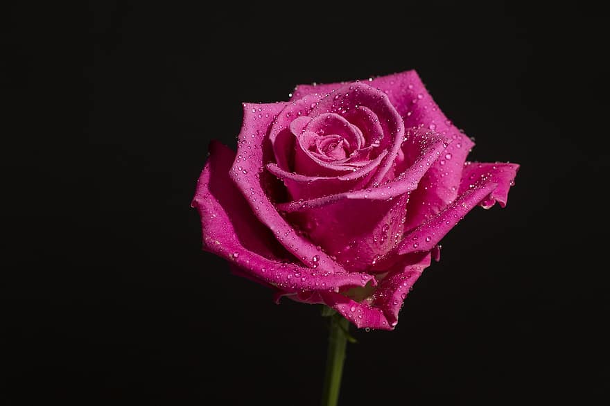 Rose, fleur, rose rose, rosée, des gouttes de rosée, fleur de rose, pétales, pétales de rose, Floraison, flore