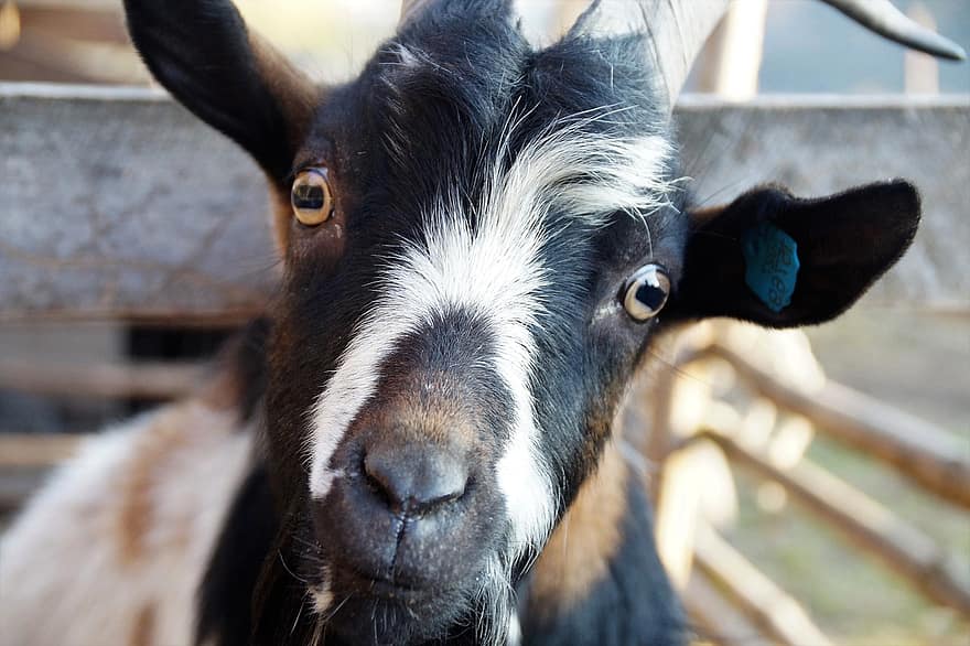 Goat, Animal, Head, Mammal, Farm Animals, Farm, Portrait