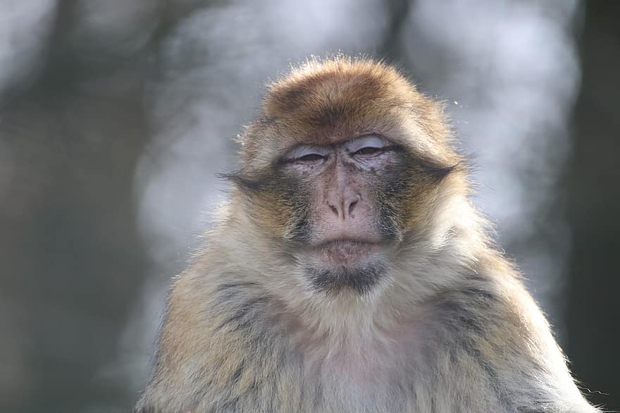 barbary macaque, apa, primat, djur-, vilda djur och växter, natur, närbild, djur i det vilda, makak, söt, skog