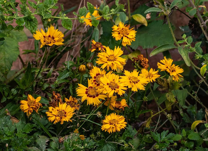 옐로우 애스터, 과, 데이지, 노란색 데이지, 정원 꽃, 꽃