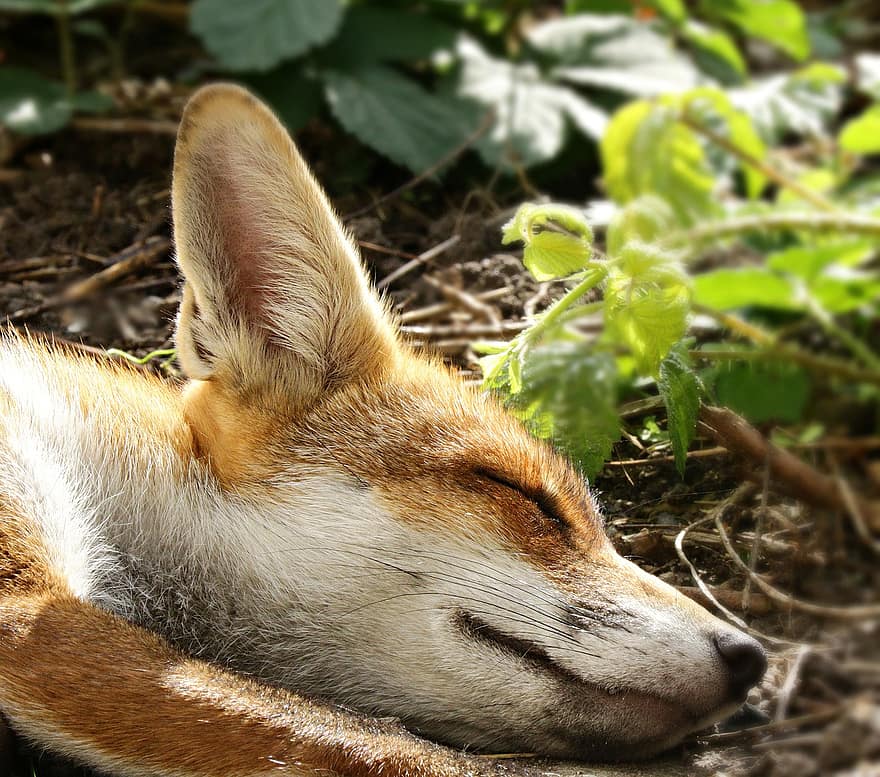vos, hoofd, slapen, dier, tuin-