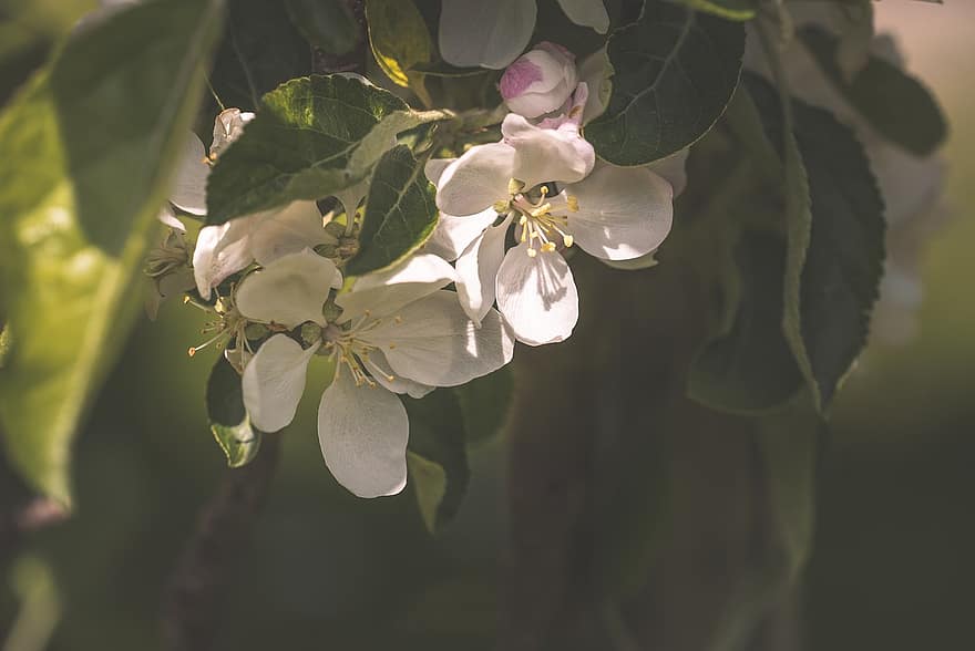 æbletræ blomster, blomster, hvide blomster, kronblade, hvide kronblade, flor, blomstre, flora, blade, natur