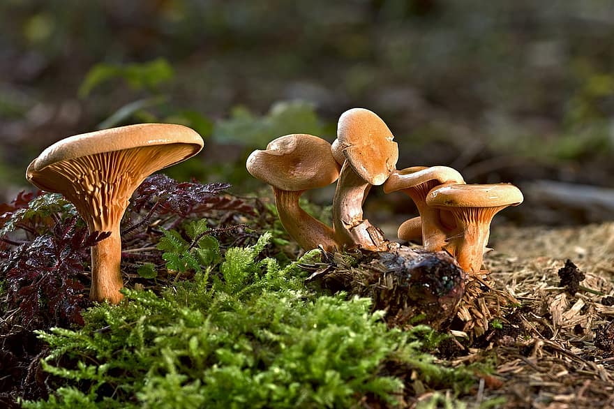 Mushrooms, Fungus, Fungi, Moss, Ground, Plants, Forest