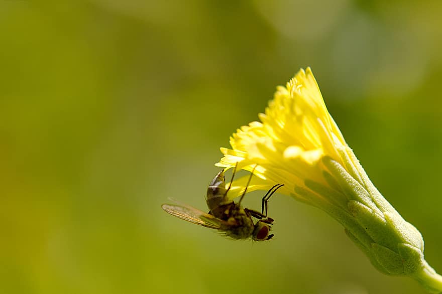 fly, insekt, blomst, flue, anlegg, fauna, natur, nærbilde, makro, gul, sommer