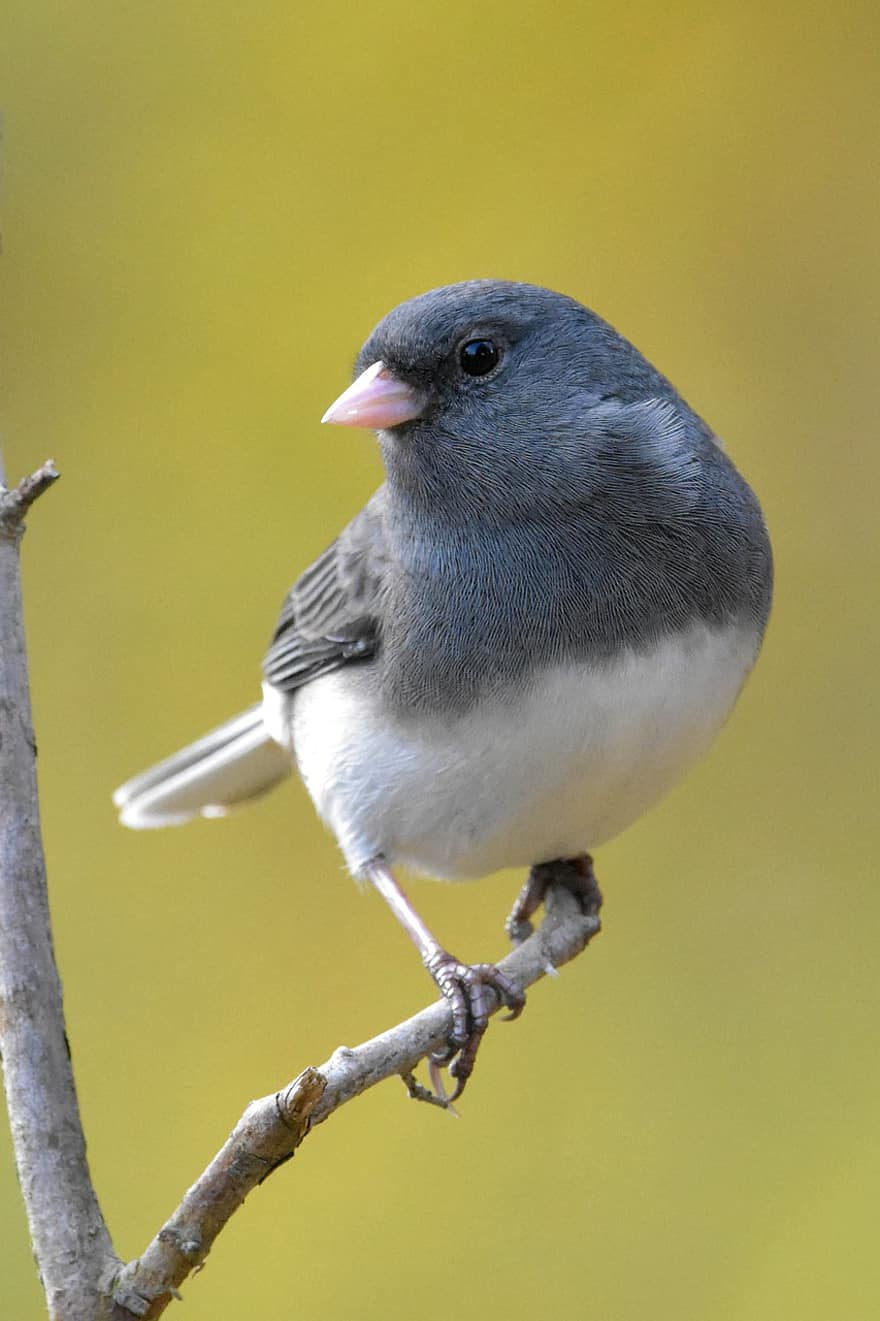 Bird, Snowbird, Perched, Small Bird, Ave, Avian, Ornithology, Bird Watching, Fauna, Animal World, Wildlife