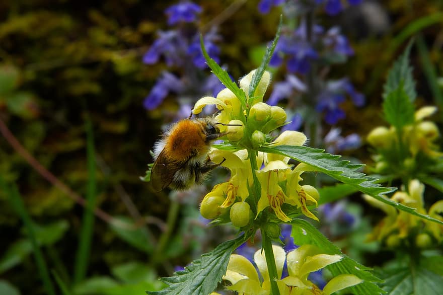 земна пчела, цвете, опрашване, градина, растения, природа, макро, ливада