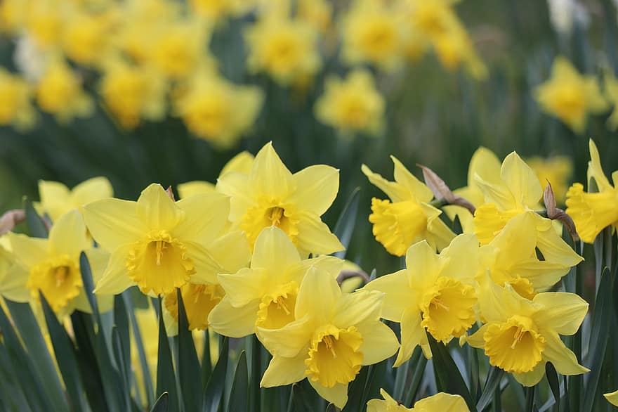 Narcissus, Flower, Petals, Yellow Flower, Rozkvitnutý, yellow, plant, summer, springtime, green color, close-up