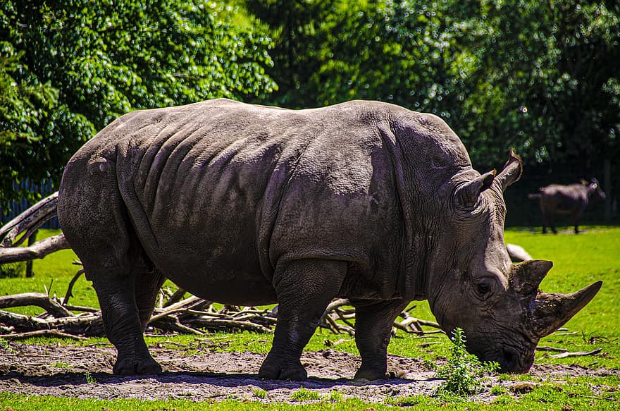 nosorožec, zvířat, zoo, savců, Afrika, roh, velká hra, povaha, volně žijících živočichů, ohroženy, obrněný vůz