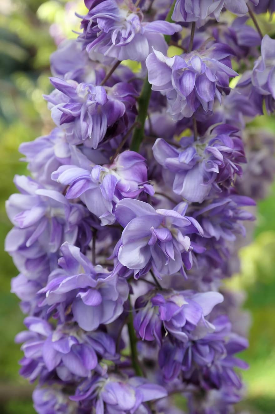 gėlės, wisteria, pavasaris, kinietiška wisteria, žydi, žiedas, makro, violetinė, Iš arti, gėlė, augalų