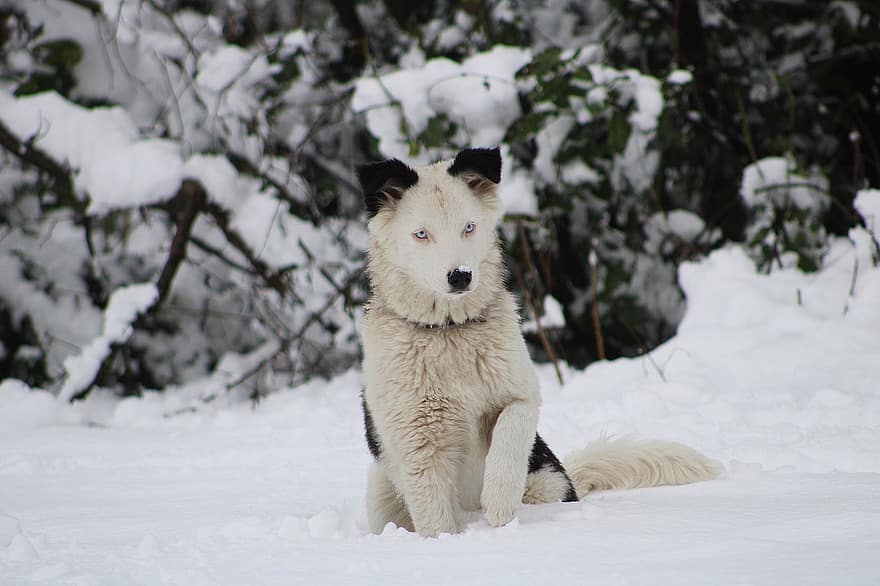Yakutian Laika, hund, snö, sällskapsdjur, djur-, husdjurshund, slädhund, ras, hund-, däggdjur, söt