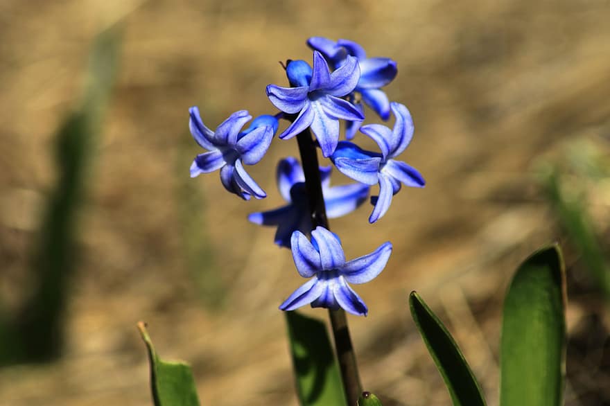 Flowers, Hyacinth, Bloom, Blossom, Botany, Petals, Garden, Yard, Plant