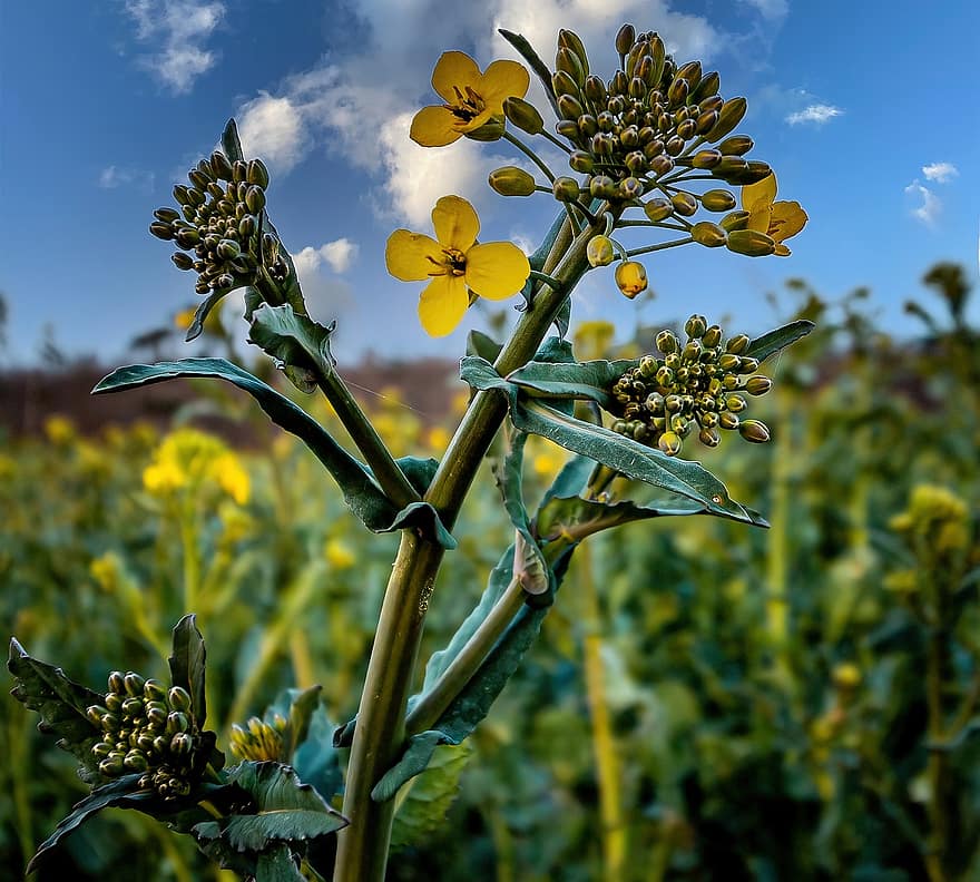 Oilseed Rape, Growth, Nature, Agriculture, Landscape, Field, plant, close-up, summer, yellow, flower