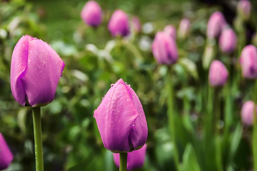 Tulpen, rosafarbene Tulpen, pinke Blumen, Blumen, Garten, Natur, Tautropfen, Tulpe, Pflanze, Blume, Blütenkopf