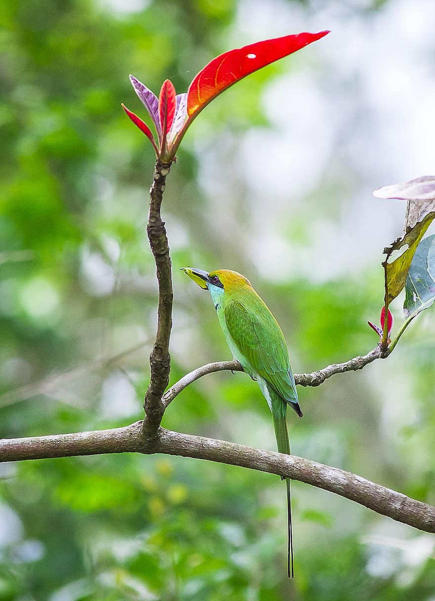 นก, Asian Green Bee-eater, นกวิทยา, สายพันธุ์, สัตว์, ธรรมชาติ, จะงอยปาก, สาขา, ใกล้ชิด, ขน, หลายสี