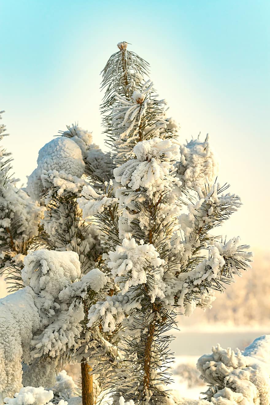 boom, sneeuw, vorst, Bos, koude, natuur, buitenshuis, toneel-, tafereel, seizoen, natuurlijk