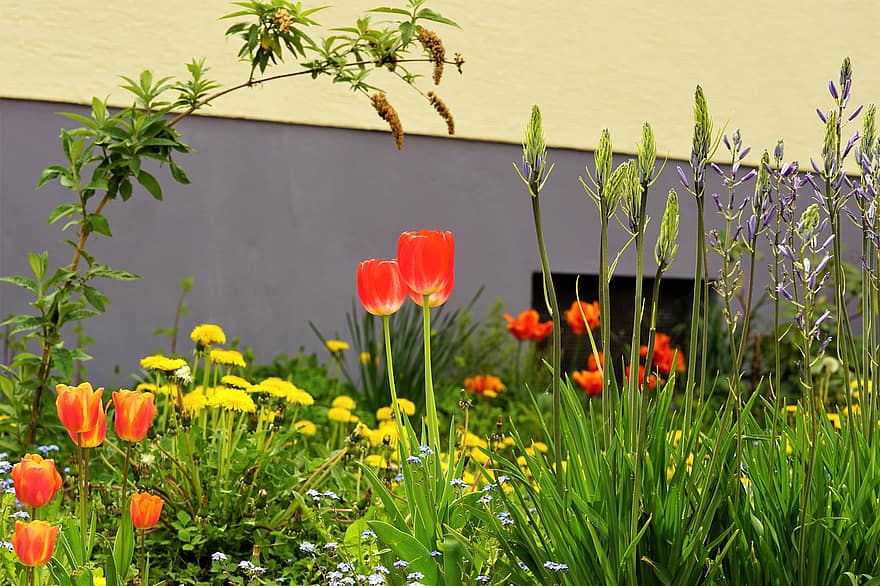 フラワーズ、庭園、植物、春、チューリップ、草、葉、花、工場、夏、緑色
