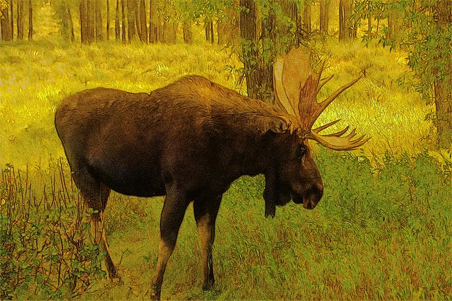Wyoming Bull Moose, elg, dyr, pattedyr, hjortetak, Skov, natur, vild, tyr, dyreliv, sommer