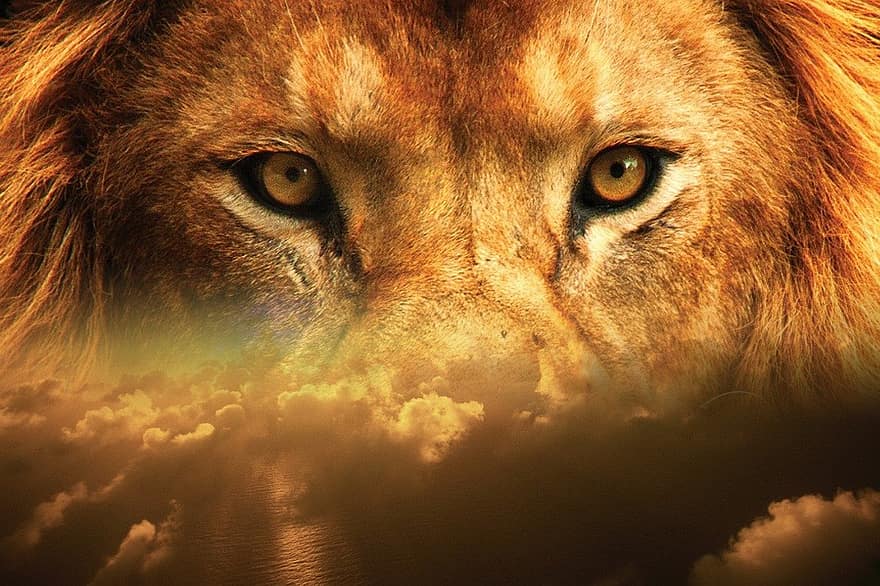 sư tử, đôi mắt, bầu trời, cái đầu, khuôn mặt, động vật hoang dã, quyền lực, bầu trời nâu, sư tử nâu, mắt nâu