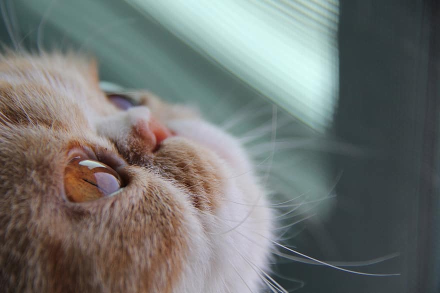 kedi, gözleri, ağız, burun, bıyık, kapatmak, kedinin gözleri, kedi bıyığı, portre, kedi portre, Meraklı