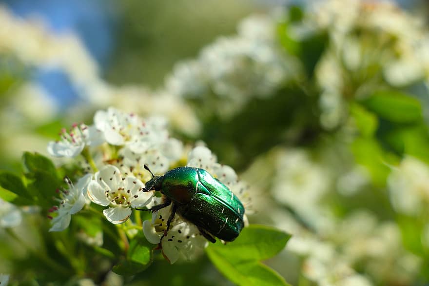 Käfer, Blumen, Insekt, weiße Blumen, Garten, Nahansicht, Makro, Entomologie, grüne Farbe, Sommer-, Pflanze