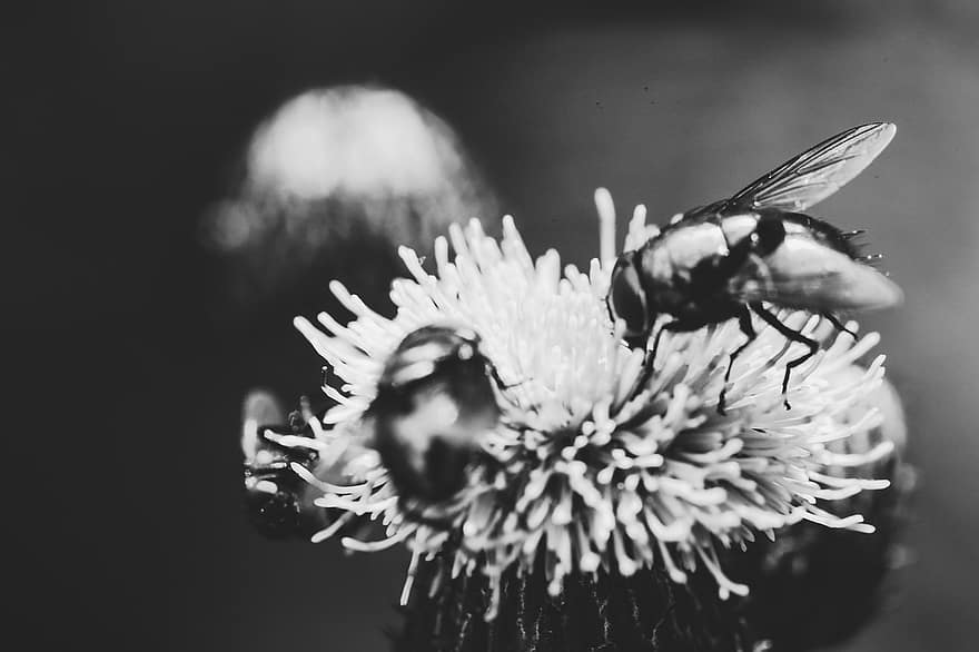 serangga, terbang, bug, bunga, alam, musim panas
