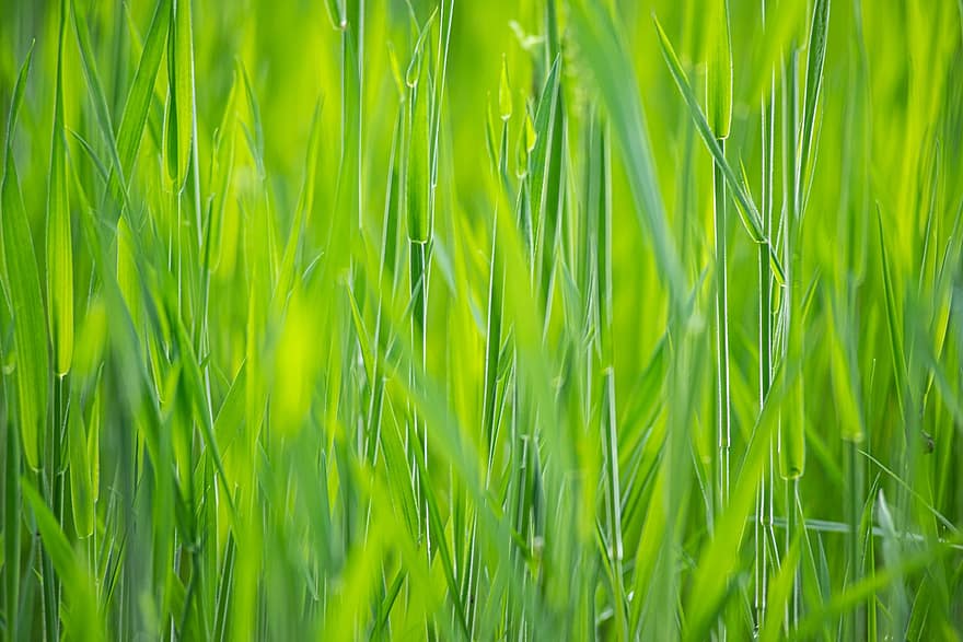Zielony, trawa, trawiasty, źdźbła trawy, Zielona trawa, bujny, wegetacja, ścieśniać, łąka
