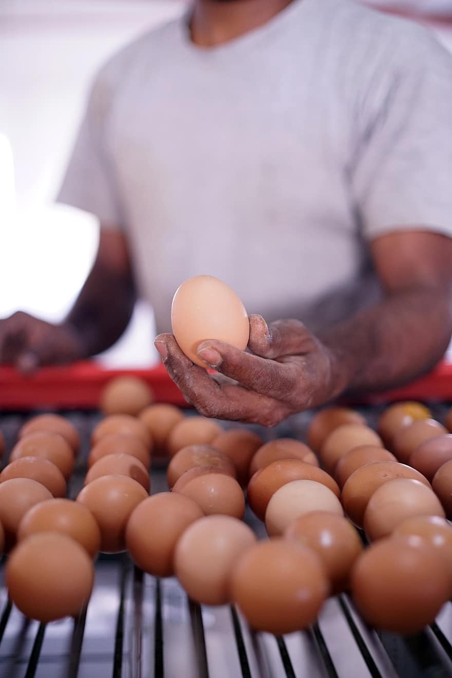 ovos, cascas de ovo, Produção, qualidade