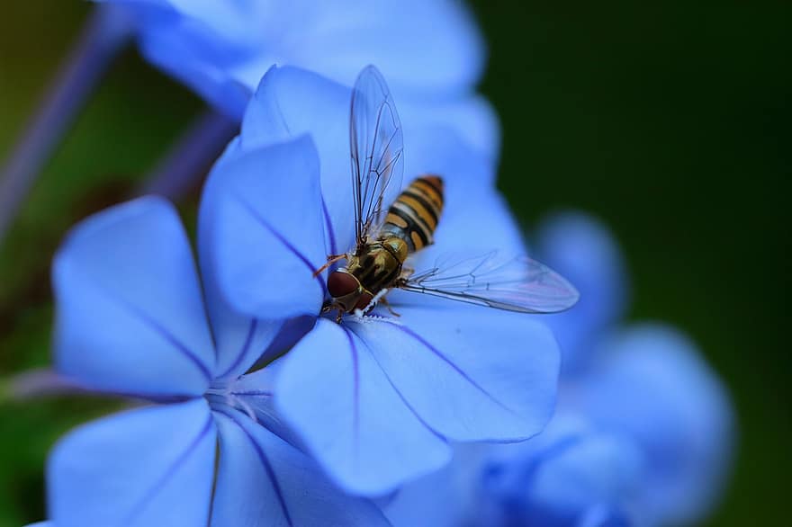 Insect, Hoverfly, Pollination, Entomology, Species, Macro, Sirfide, Sphaerophoria Scripta