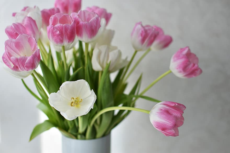 tulpen, bloemen, boeket, vaas, fabriek, bloeien, bloesem, bloemenvaas, decoratief, detailopname, flora