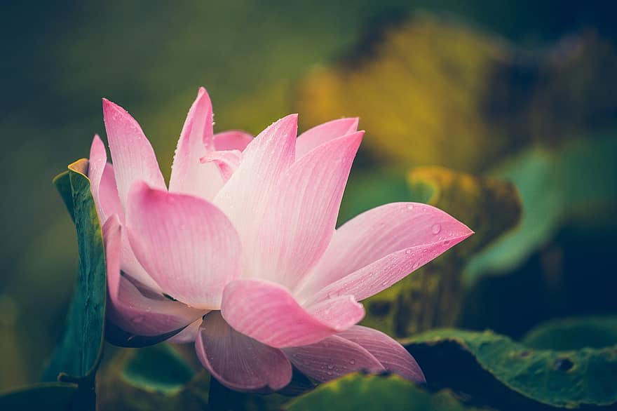 floare roz, nufăr, lotus