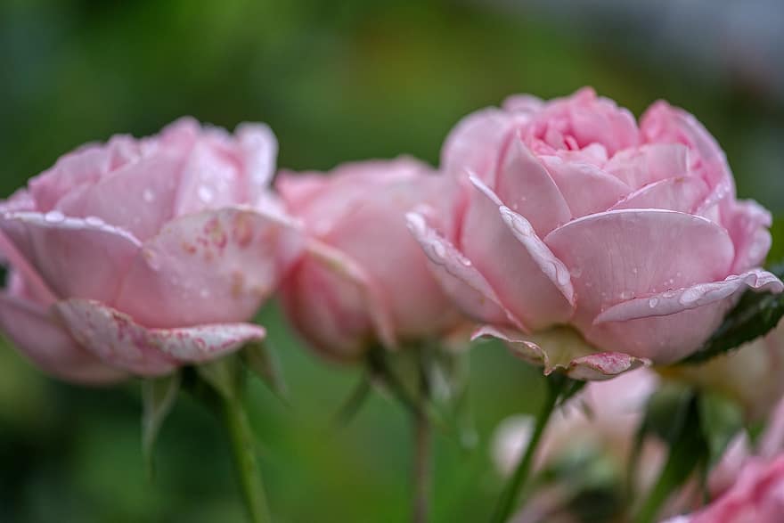 Rose, fioritura, cespuglio di rose, foglie di rosa, fogliame, verde, rosa, fiori, cespuglio, goccia di pioggia, bagnato
