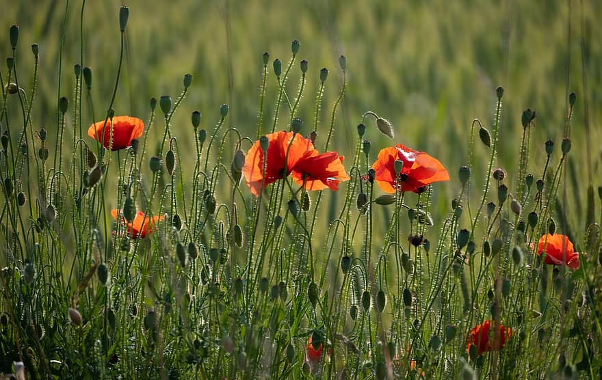 Flowers, Poppies, Bloom, Red, Field, Blossom, Botany, Growth, flower, meadow, summer