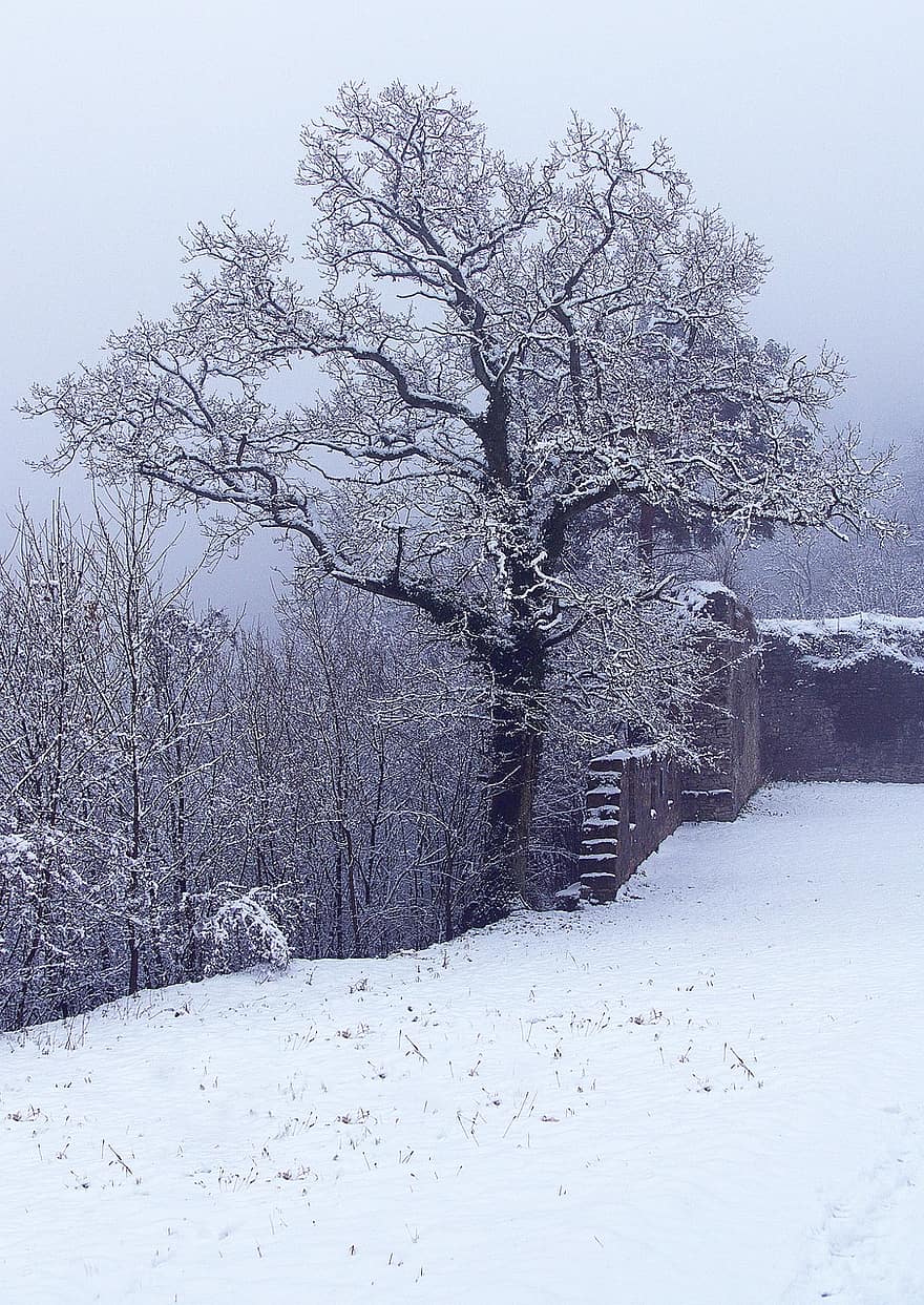árbol, roble, nieve, niebla, frío, escarcha, invierno