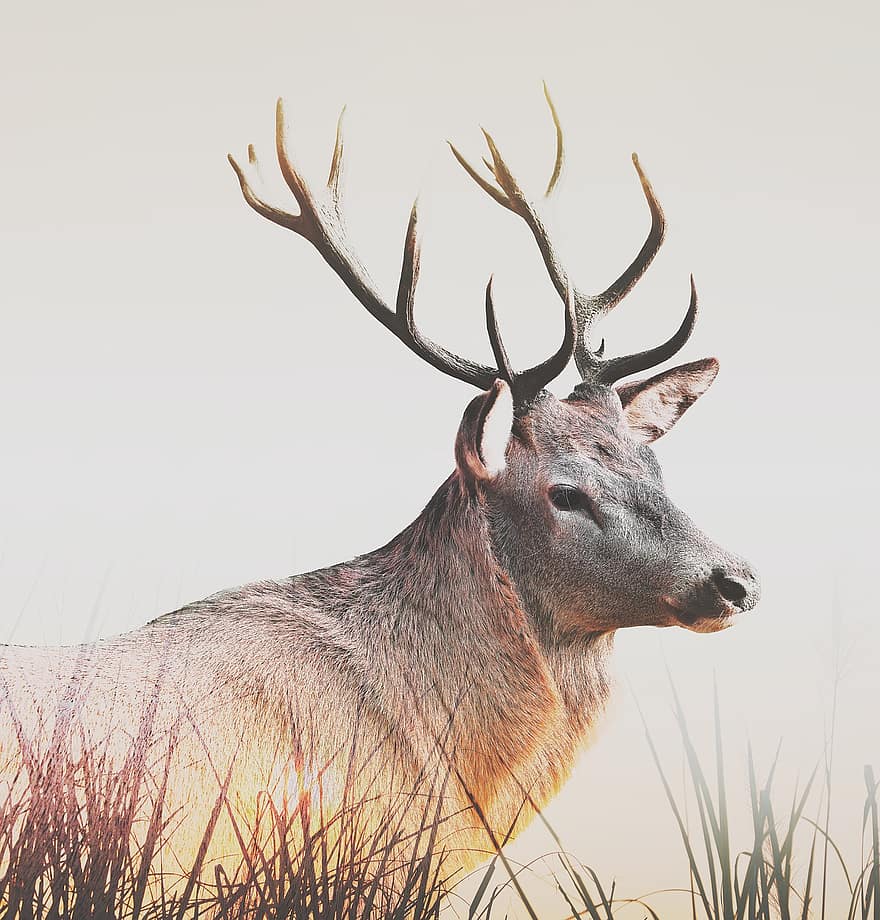 Animal, Deer, Nature, Wild, Horns, Mammal, Portrait, animals in the wild, horned, stag, forest