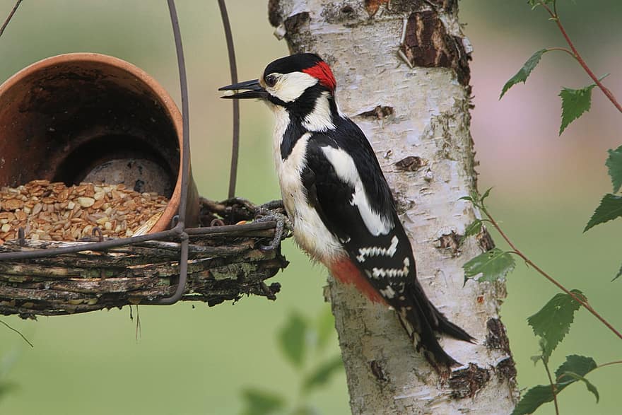 Great Spotted Woodpecker, Male, Feeding Place, Feeding, Woodpecker, Bird Seed, Bird, Animal World, Nature, Animal, Feather