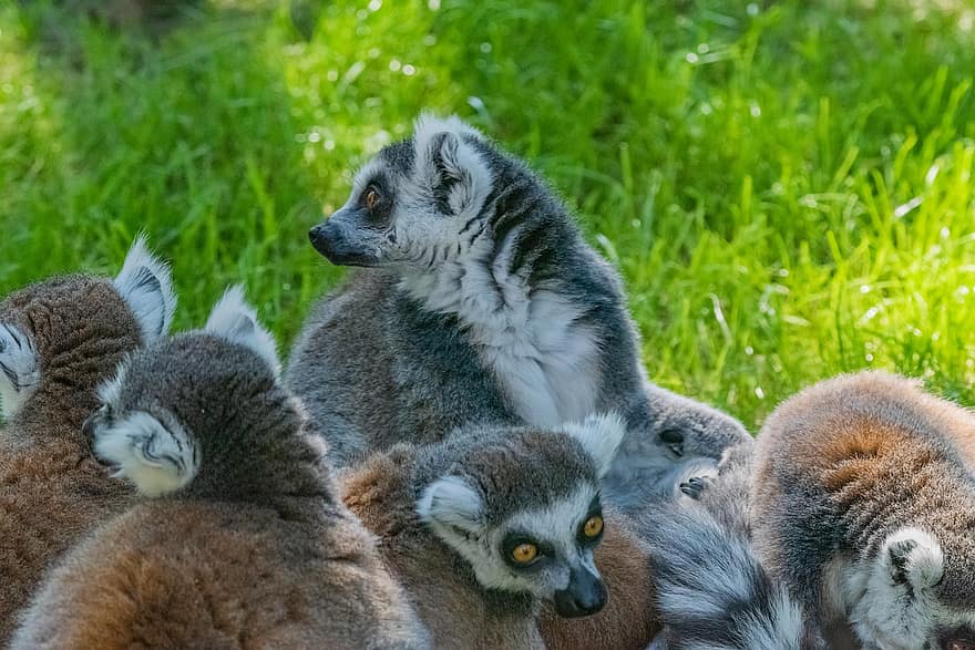 lemurs, dzīvnieki, zīdītājiem, dzīvnieku pasauli, kažokādas, acis, guļ, zooloģiskais dārzs, Aboreāls primāts, pļava